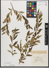 Foto von Salix triandra subsp. triandra L.